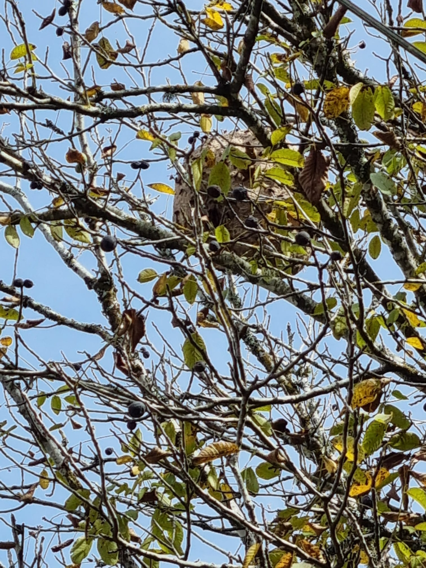 Nid de frelons asiatiques dans un noyer, photographié sur le terrain