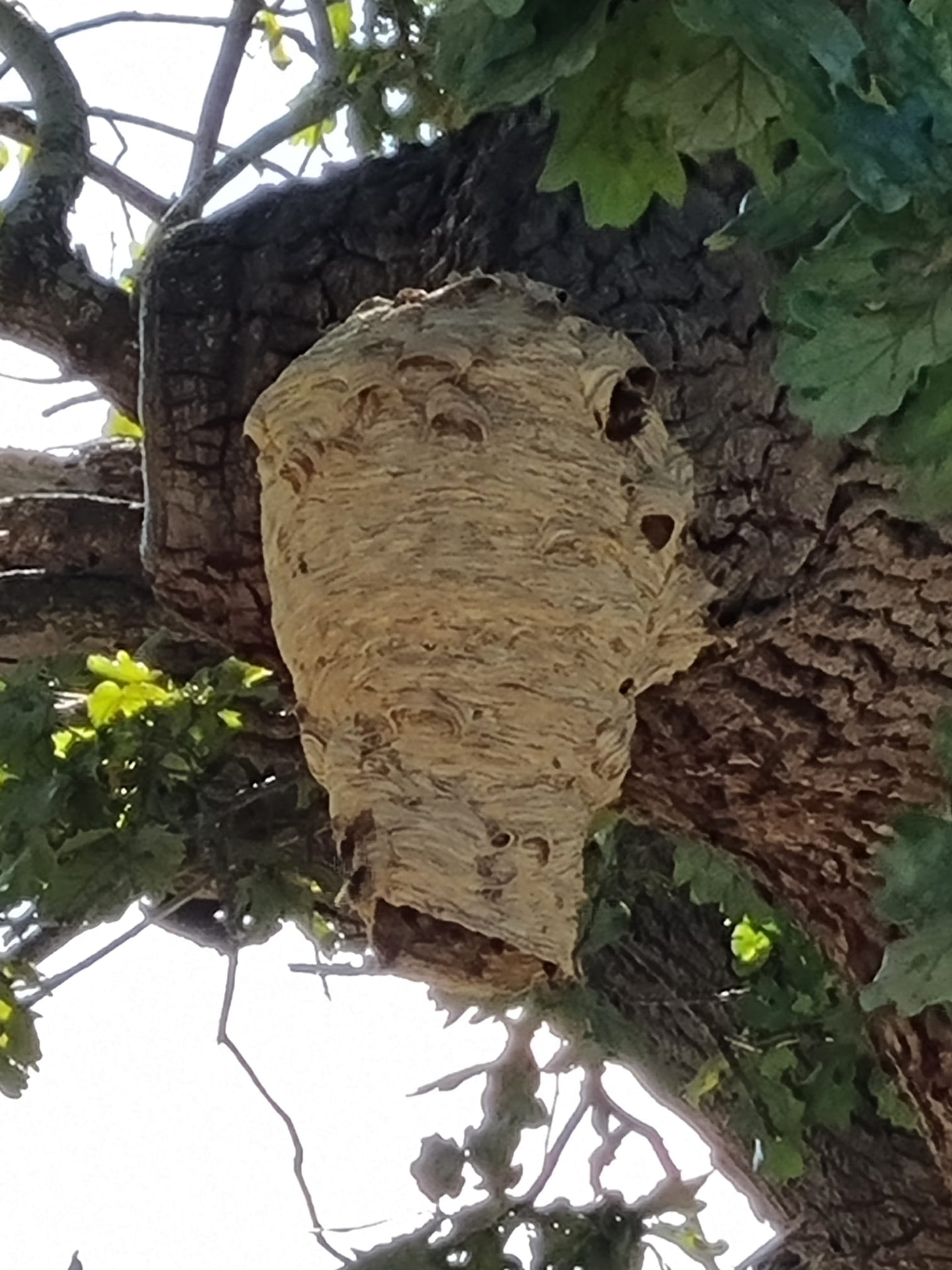 Nid de frelons européens sur un tronc d’arbre